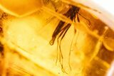 Fossil Fly (Diptera) and Amber Stalactite in Baltic Amber #325384-2